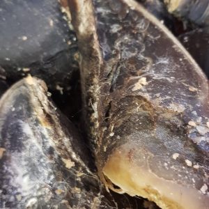 Natural Dog Treat Bundle - Filled Hooves x 5